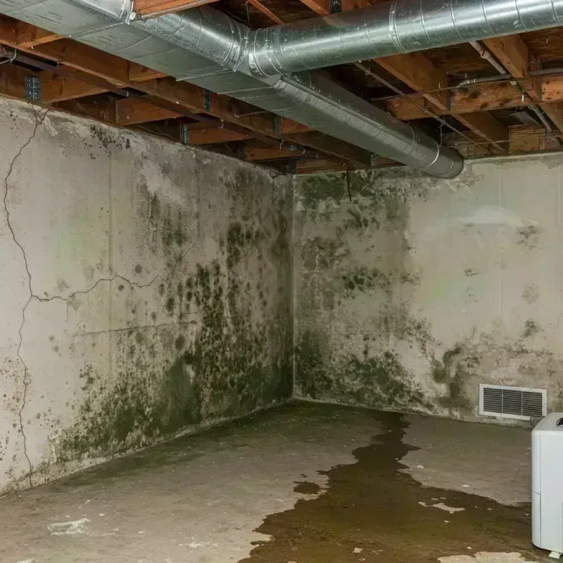 Professional Mold Removal in Grapevine, TX